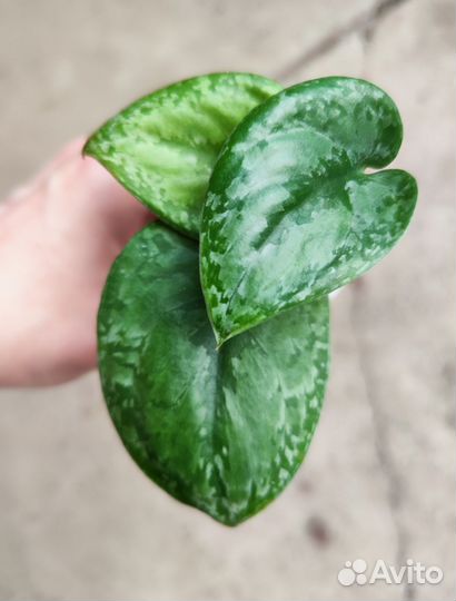 Сциндапсус Сплеш блю