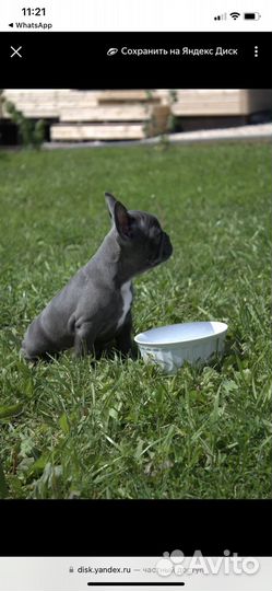 Французский бульдог