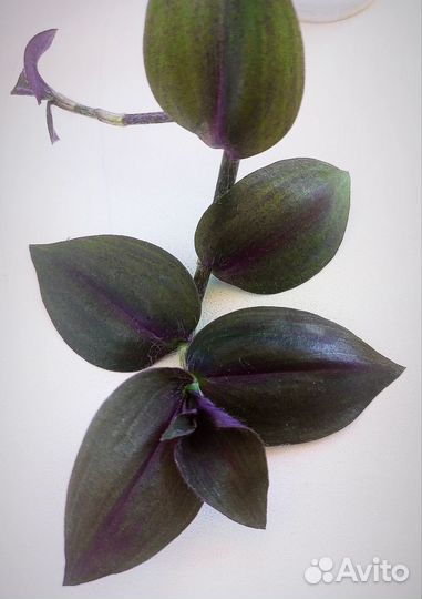 Традесканция