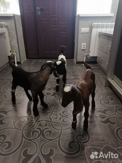 Нубийские козлята