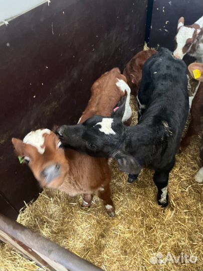 Крепкие телята бычки быстрая доставка