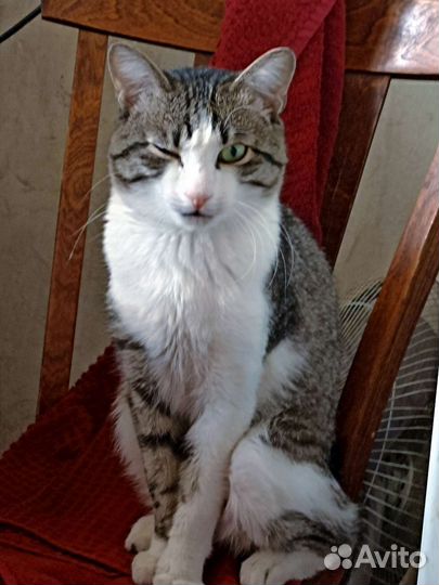 Кошки в добрые руки