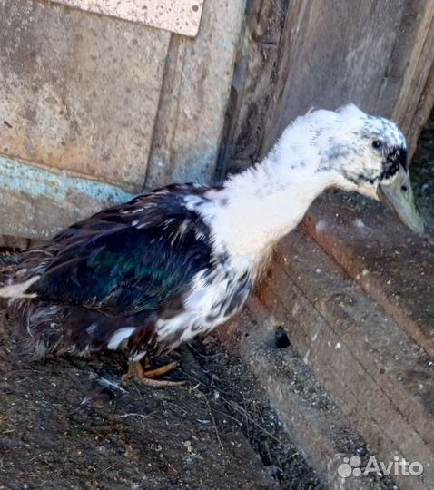 Молодые петухи