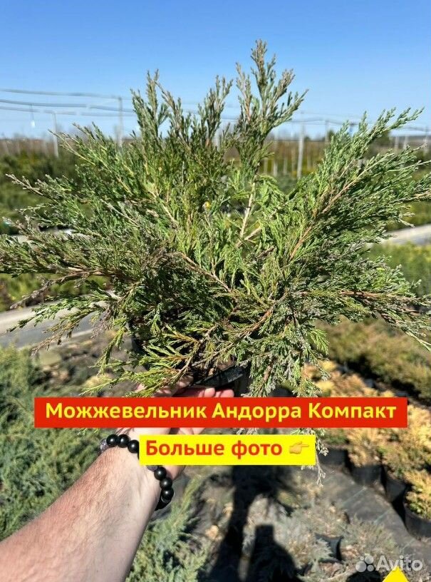 Можжевельник андорра компакт