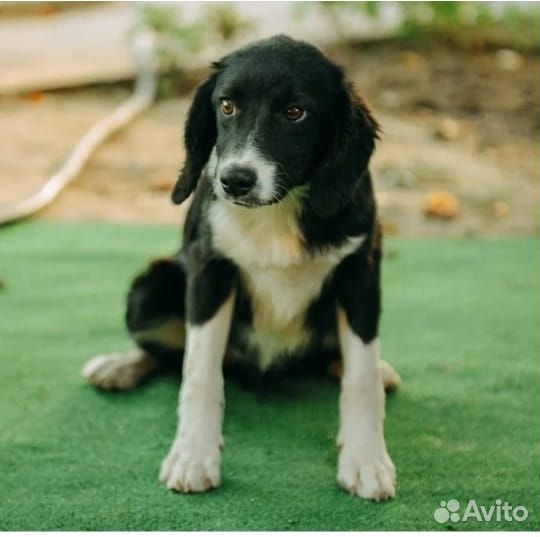 Собаки/щенки в добрые руки