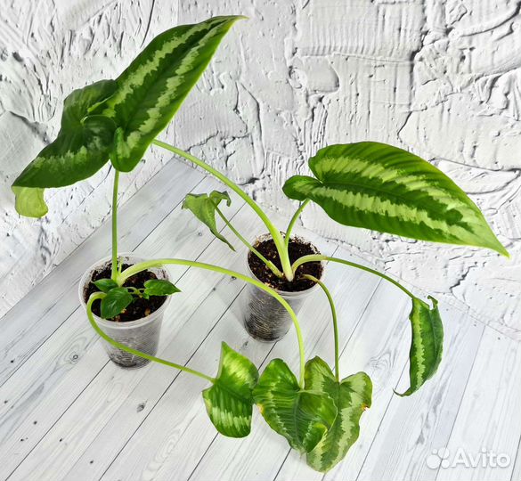 Шизматоглоттис Wallichii