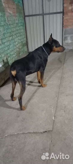 Доберман вязка