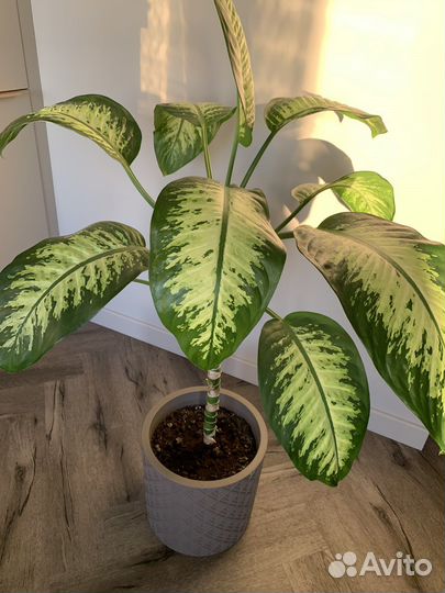 Диффенбахия тропик сноу