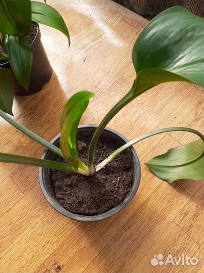 Эухарис амазонская лилия