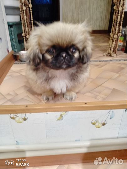 Щенки пекинеса
