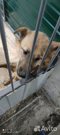 Бывшедомашний Пёсик в отлове