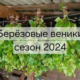 Свежие березовые веники сезон 2024