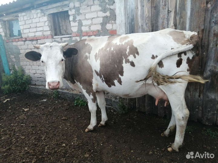 Коровы дойные