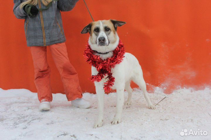 Мокрый нос хочет жить в уюте и тепле