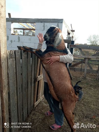 Нубийский козел