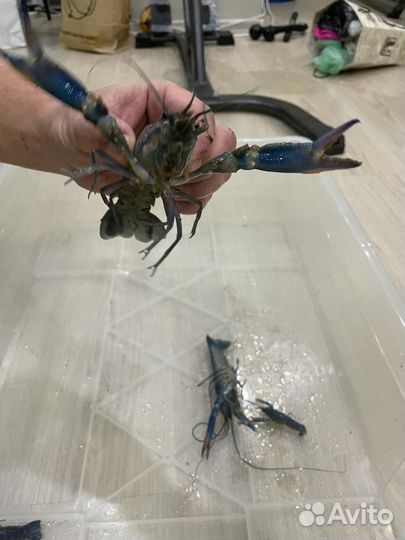 Австралийский красноклешневый рак