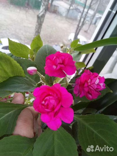 Бальзамины махровые