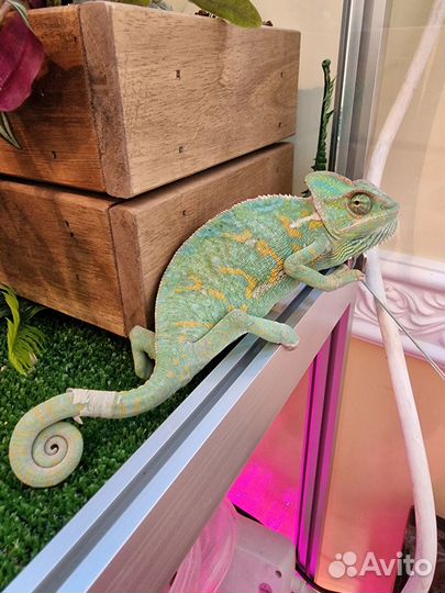 Самка хамелиона