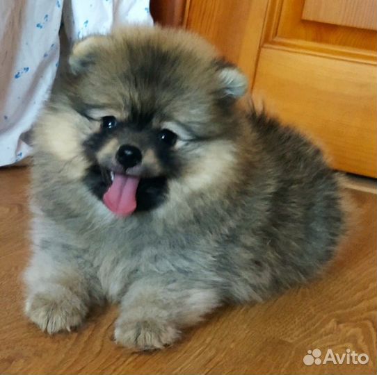 Померанский шпиц