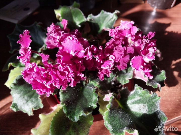 Фиалка в горшках