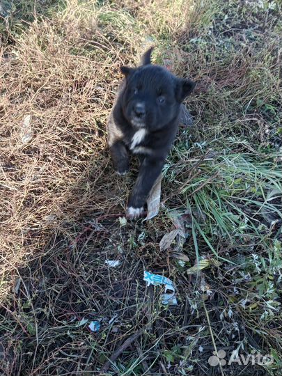 Щенок в добрые руки