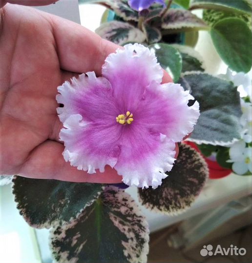 Фиалки коллекционные, сортовые