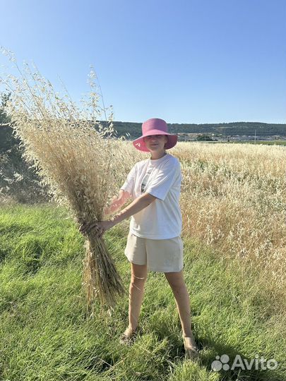 Овес сухоцвет