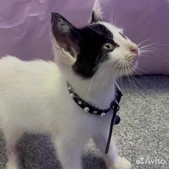 Котенок
