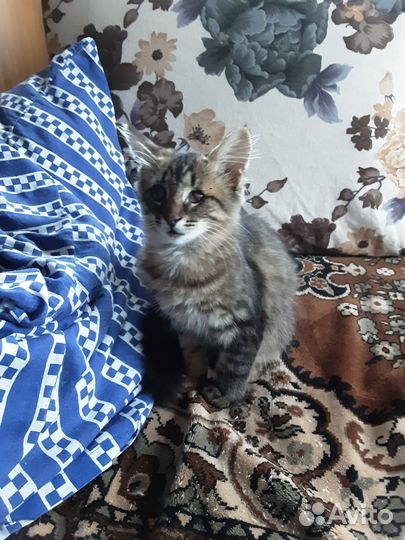 Отдам в добрые руки двух очаровательных котят