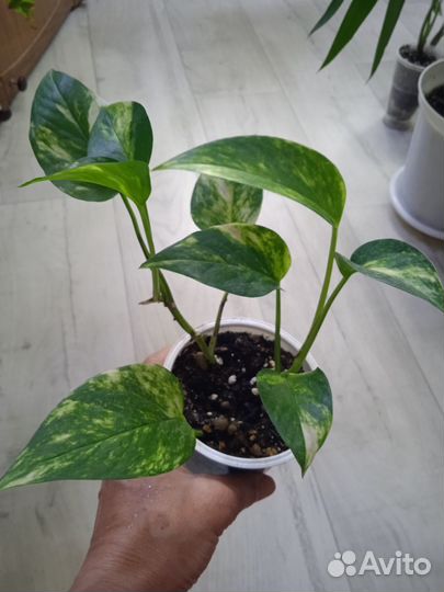 Сциндапсус