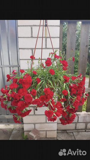 Гвоздика ампельная