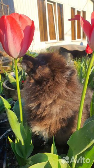 Щенок щпица