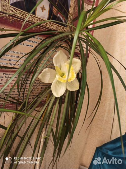 Драцена маргината