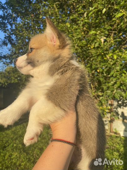 Коржики девочка и мальчик