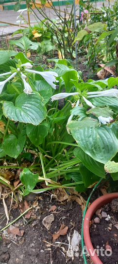 Хоста растение