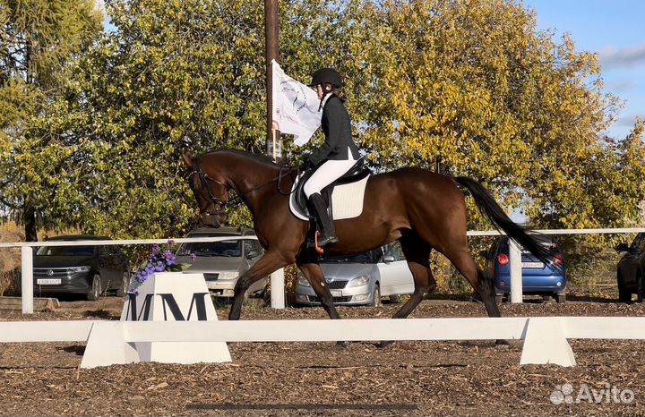Голштинский мерин, 5 лет, 167 в/х в спорт