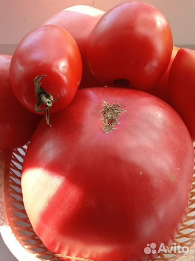 Помидоры домашние
