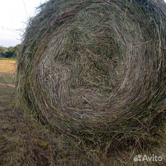 Сено в рулонах