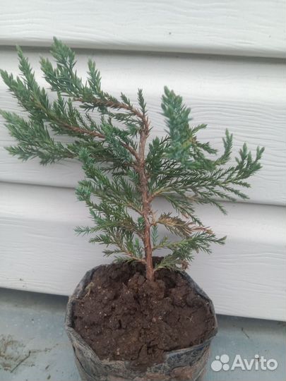 Можжевельник горизонтальный