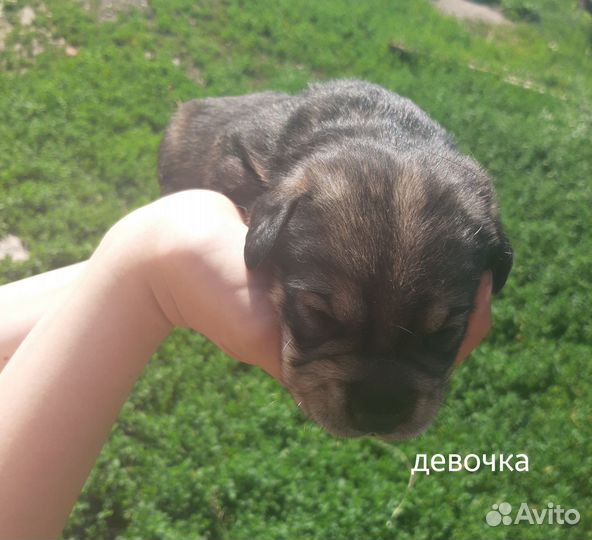 Метис бигля