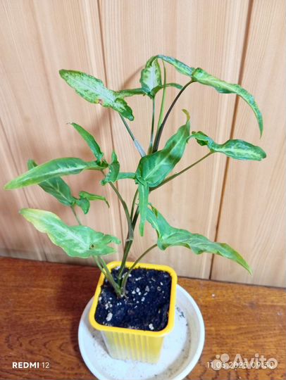 Комнатные цветы