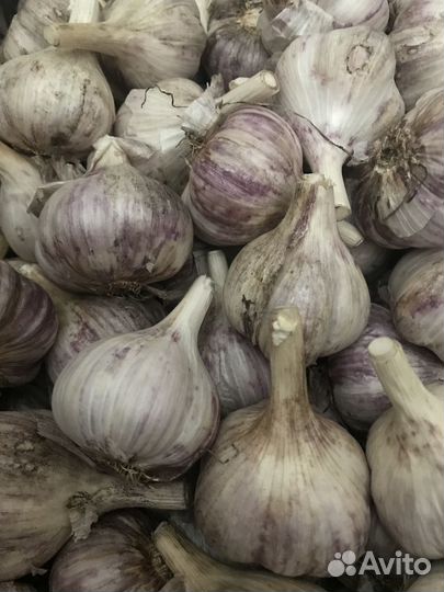 Чеснок домашний