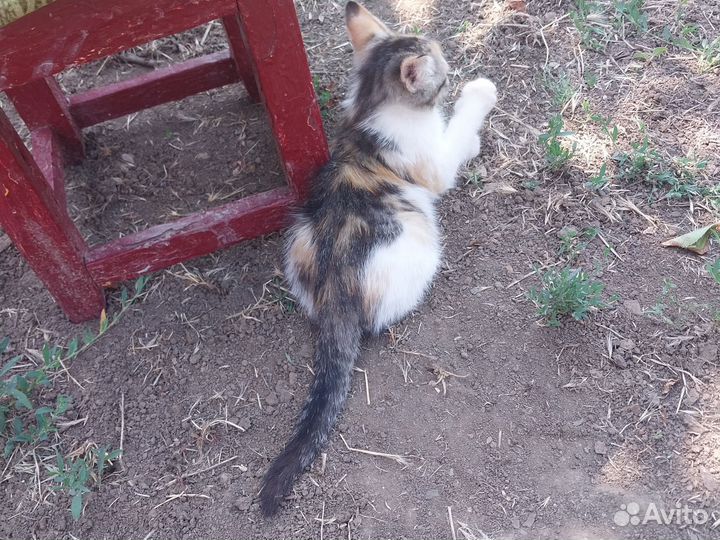 Отдам бесплатно в добрые руки. Девочка Василиса