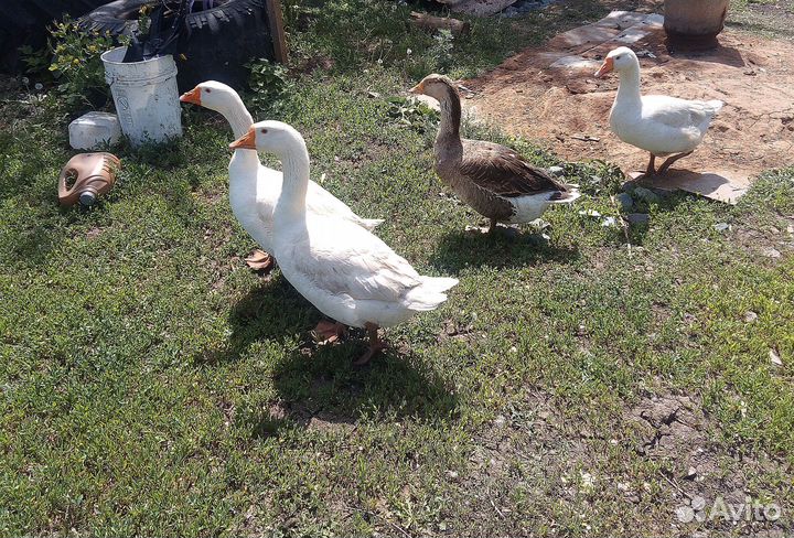 Гуси