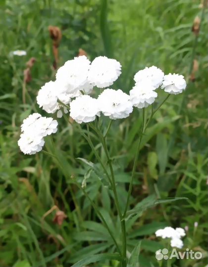 Жемчужница