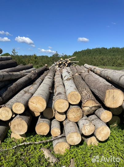 Лес кругляк осина