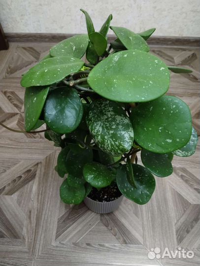 Хойи разные сорта