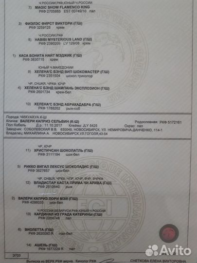 Чихуахуа для вязки. Кобель