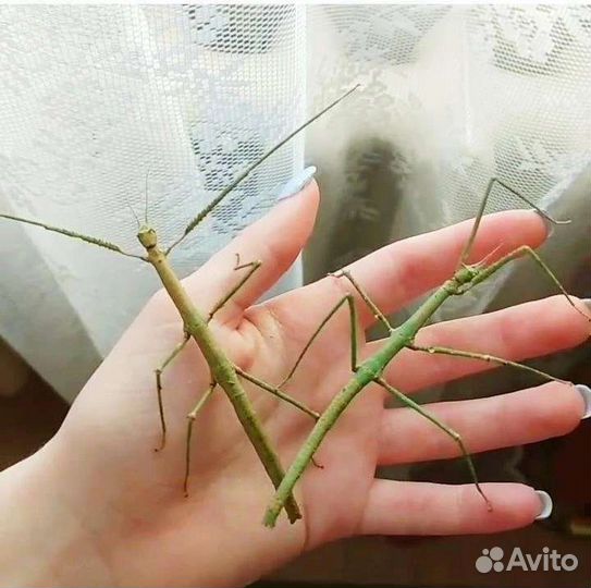 Палочники