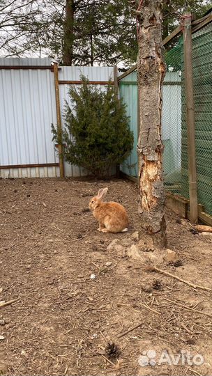 Кролик в добрые руки (бронь)